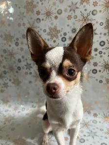 Blue Eyed Chocolate Merle Chihuahuas 2 males, 2 females - Photo 10