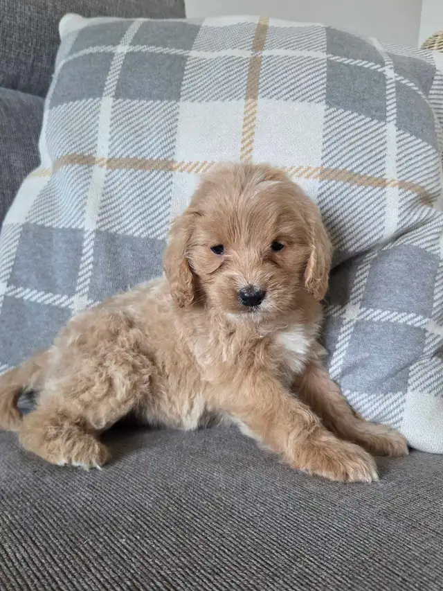 Minature cockapoo puppy