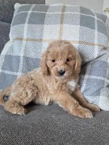 Minature cockapoo puppy