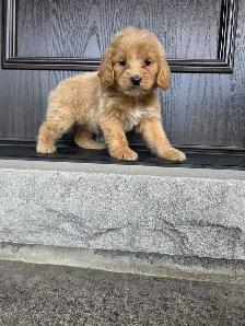 Minature cockapoo puppy - Photo 2
