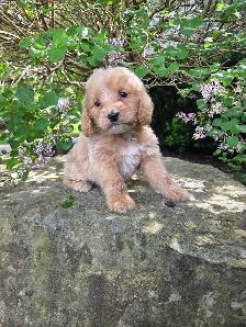Minature cockapoo puppy - Photo 3
