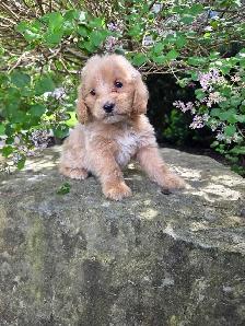 Minature cockapoo puppy - Photo 4