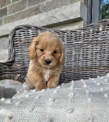 Minature cockapoo puppy - Photo 5