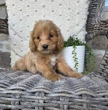 Minature cockapoo puppy - Photo 6