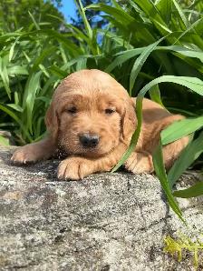 Chiots – Golden Retriever de type Field (Red)