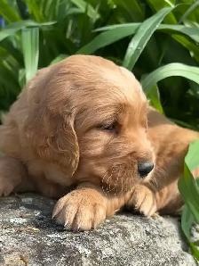 Chiots – Golden Retriever de type Field (Red) - Photo 2