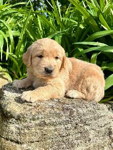 Chiots – Golden Retriever de type Field (Red) - Photo 3