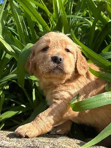 Chiots – Golden Retriever de type Field (Red) - Photo 4