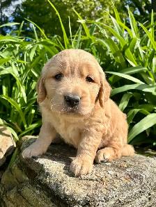 Chiots – Golden Retriever de type Field (Red) - Photo 5