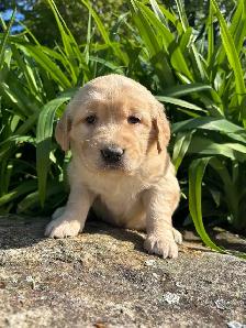 Chiots – Golden Retriever de type Field (Red) - Photo 6