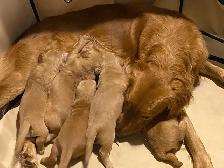 Chiots – Golden Retriever de type Field (Red) - Photo 7