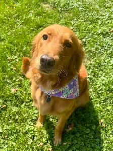 Chiots – Golden Retriever de type Field (Red) - Photo 8