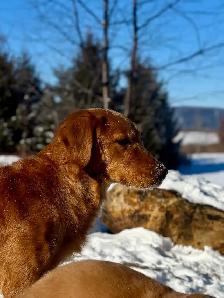 Chiots – Golden Retriever de type Field (Red) - Photo 9