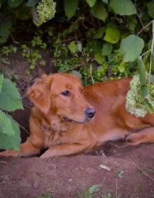 Chiots – Golden Retriever de type Field (Red) - Photo 10