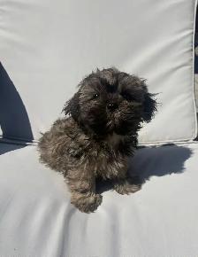 ✨Adorable Purebred Shih Tzu Puppies Available. ✨