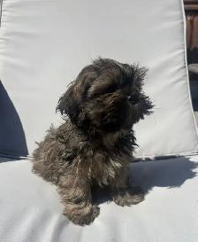 ✨Adorable Purebred Shih Tzu Puppies Available. ✨ - Photo 2