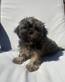 ✨Adorable Purebred Shih Tzu Puppies Available. ✨ - Photo 3