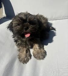 ✨Adorable Purebred Shih Tzu Puppies Available. ✨ - Photo 4