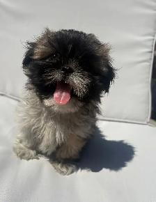 ✨Adorable Purebred Shih Tzu Puppies Available. ✨ - Photo 5