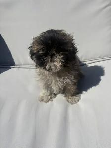 ✨Adorable Purebred Shih Tzu Puppies Available. ✨ - Photo 6