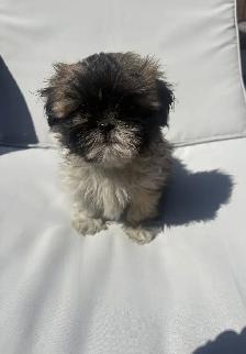 ✨Adorable Purebred Shih Tzu Puppies Available. ✨ - Photo 7