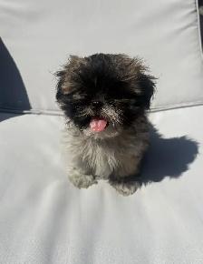 ✨Adorable Purebred Shih Tzu Puppies Available. ✨ - Photo 8