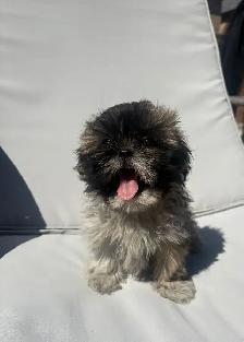 ✨Adorable Purebred Shih Tzu Puppies Available. ✨ - Photo 9