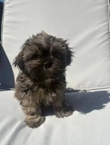 ✨Adorable Purebred Shih Tzu Puppies Available. ✨ - Photo 10