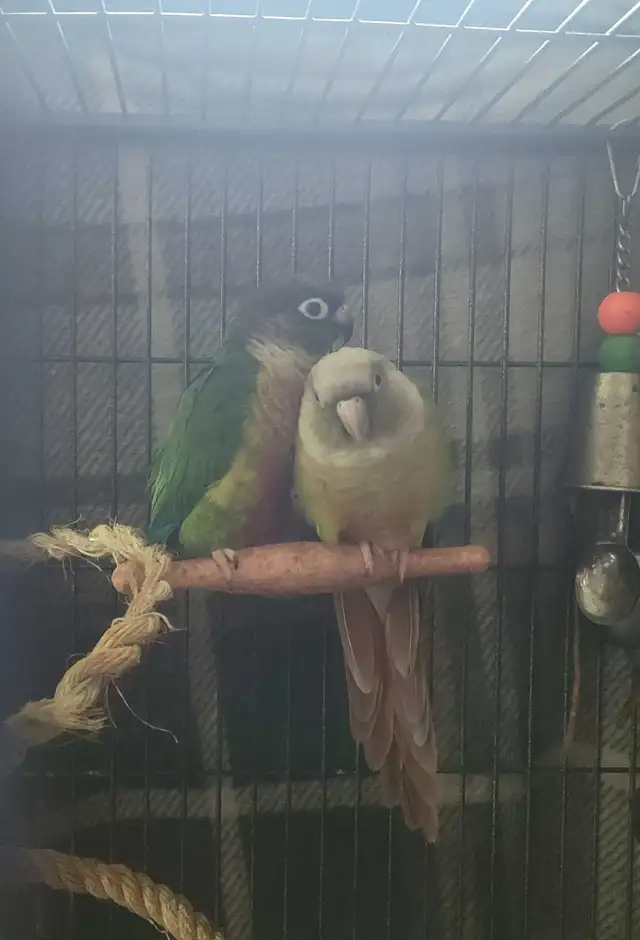 Green Cheek Conures Bonded Pair