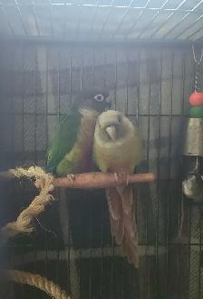 Green Cheek Conures Bonded Pair