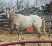Stunning Leopard Appaloosa - Photo 2