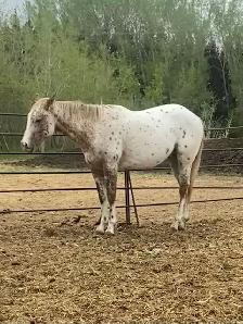 Stunning Leopard Appaloosa - Photo 3