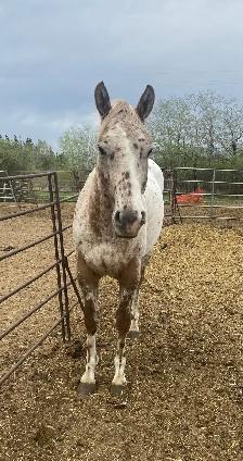 Stunning Leopard Appaloosa - Photo 4