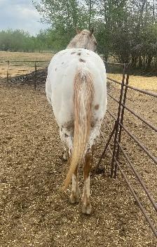 Stunning Leopard Appaloosa - Photo 5