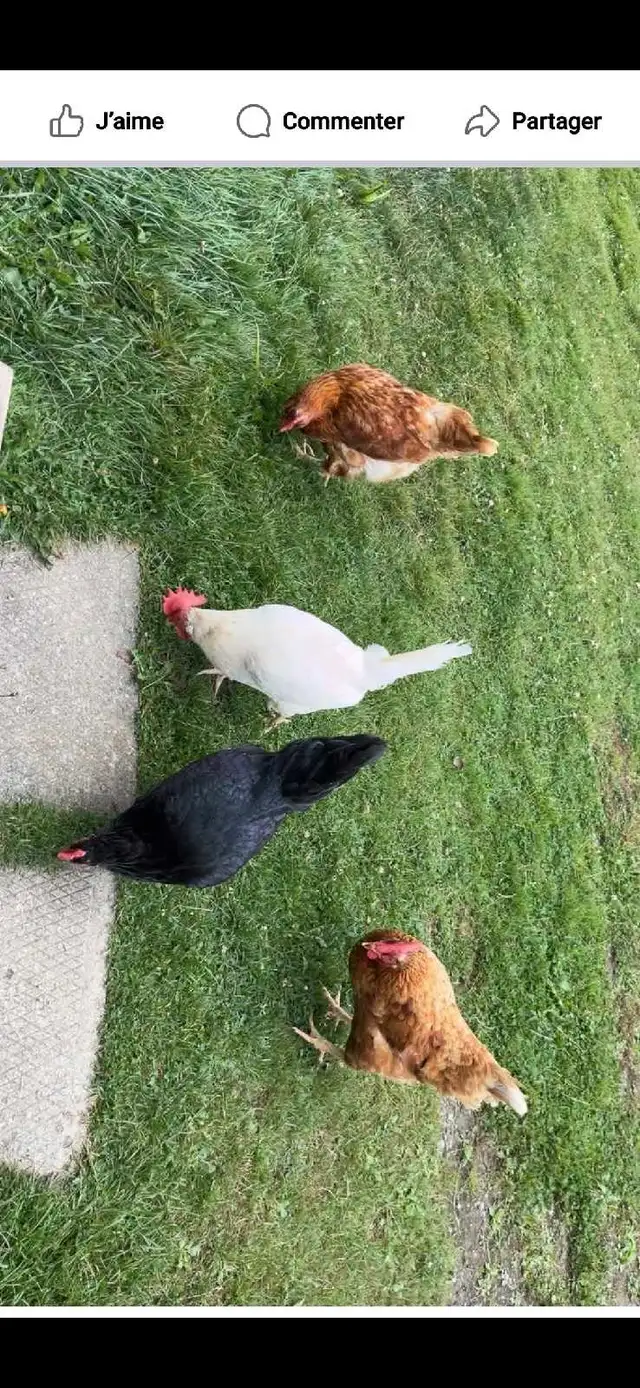 Poules pondeuses