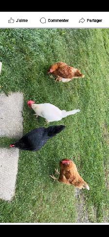 Poules pondeuses