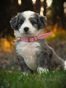 SUMMER MINI BERNEDOODLES!