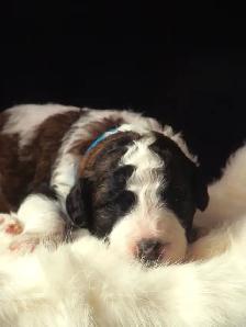 SUMMER MINI BERNEDOODLES! - Photo 3