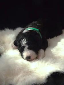 SUMMER MINI BERNEDOODLES! - Photo 4