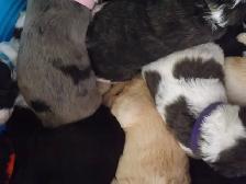 SUMMER MINI BERNEDOODLES! - Photo 8