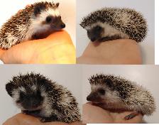 Boy pinto hoglets! U choose!