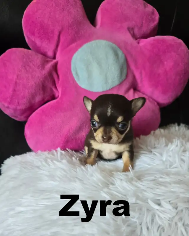 Chihuahua❤️Femelle Mini ❤️100% Garantie.Top Qualité ★★★