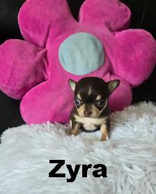 Chihuahua❤️Femelle Mini ❤️100% Garantie.Top Qualité ★★★