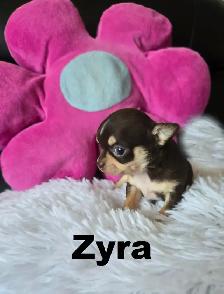 Chihuahua❤️Femelle Mini ❤️100% Garantie.Top Qualité ★★★ - Photo 2