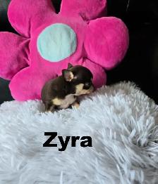 Chihuahua❤️Femelle Mini ❤️100% Garantie.Top Qualité ★★★ - Photo 3