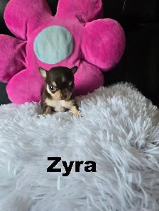 Chihuahua❤️Femelle Mini ❤️100% Garantie.Top Qualité ★★★ - Photo 4
