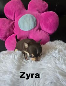Chihuahua❤️Femelle Mini ❤️100% Garantie.Top Qualité ★★★ - Photo 5