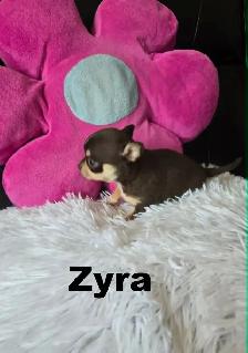 Chihuahua❤️Femelle Mini ❤️100% Garantie.Top Qualité ★★★ - Photo 6