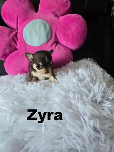 Chihuahua❤️Femelle Mini ❤️100% Garantie.Top Qualité ★★★ - Photo 7