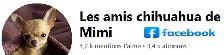 Chihuahua❤️Femelle Mini ❤️100% Garantie.Top Qualité ★★★ - Photo 10